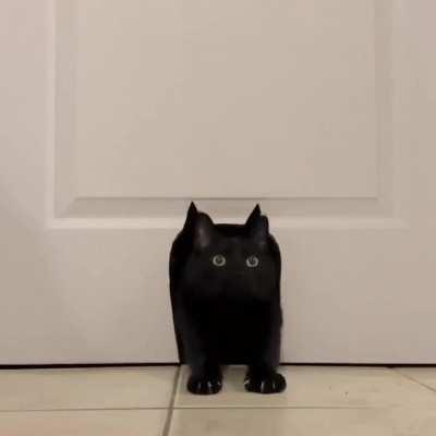 Cat walking thro a cat shaped opening in a door 