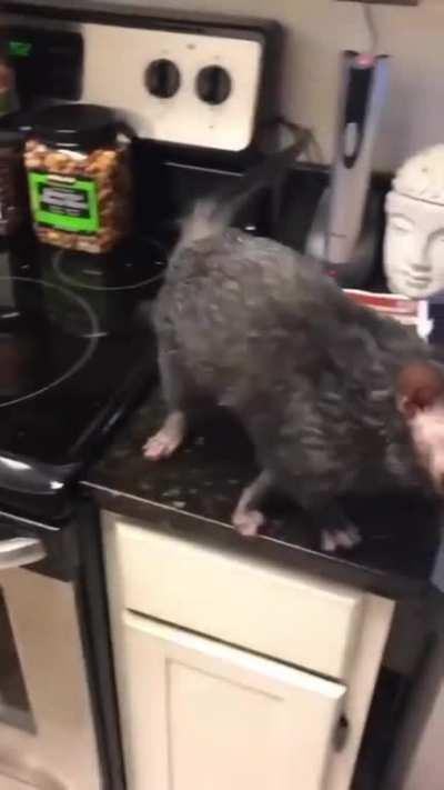 First time seeing such a unique cat. It's a wolf cat.