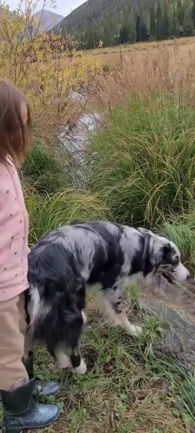 Happy dogs and kid 😍