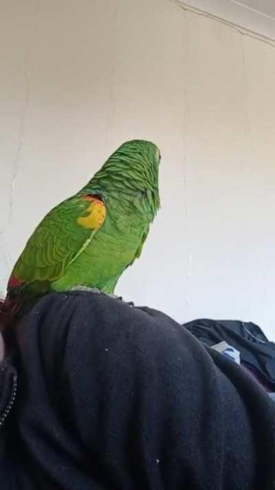 Hey guys... I am so excited to finally own a dog ... With wings hehe. Meet Ches, an 18 year old BFA who moved in just a few days ago 🥰