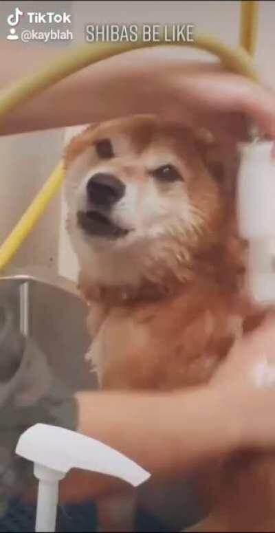 Typical Shiba 😂