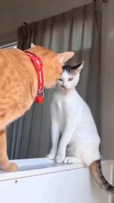 hey hey hey cut it out