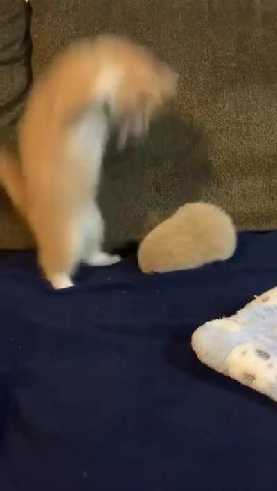 Touched by a hedgehog