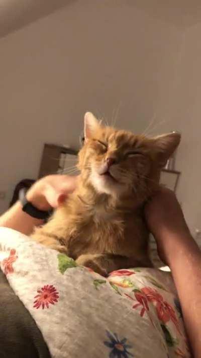 I heard you need to pet them hard?!