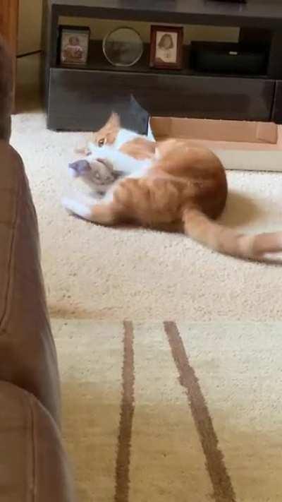 Transferring aggression to innocent corgi sibling