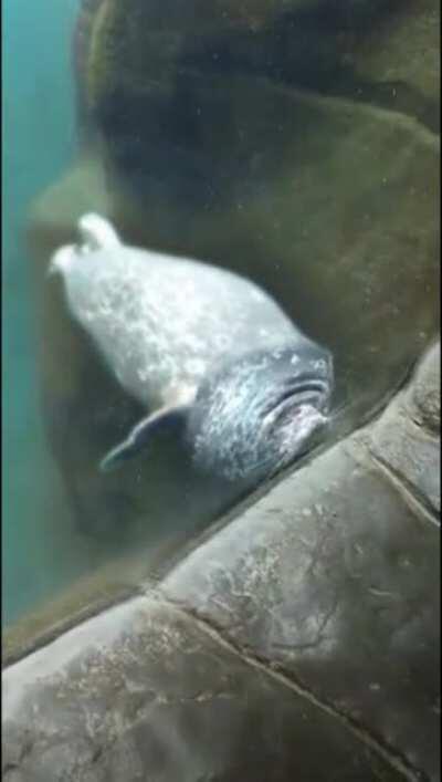 Squishy seal