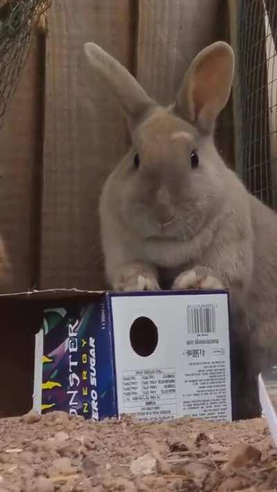 Bun vs Box 