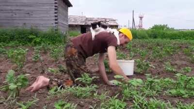 Proof that you don't own a cat; the cat owns you.