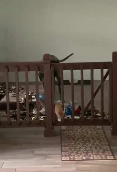 Just a car outsmarting a dog