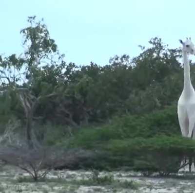 Белые жирафы. Где-то в Кении
