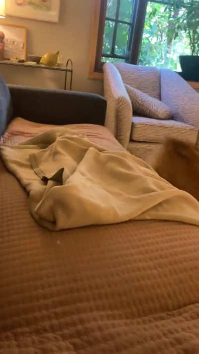 Hazel has the zoomies.