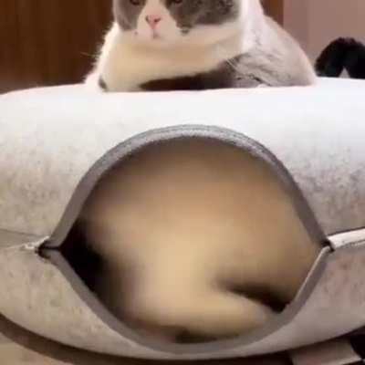 “What kind of bed is this”