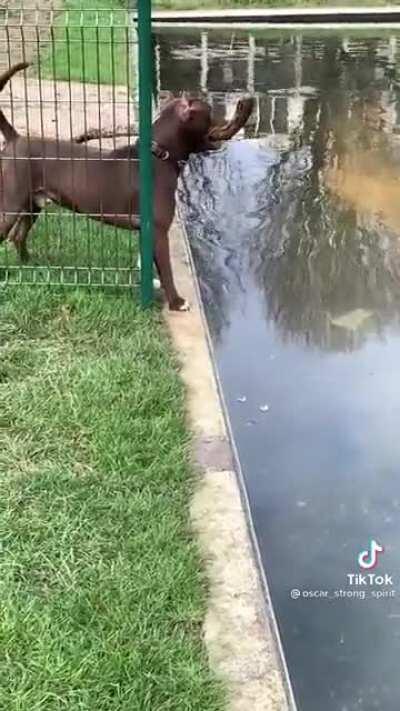 Mission impoochable!