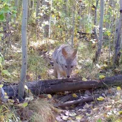 Coyotes and badgers often form hunting duos to catch prey.