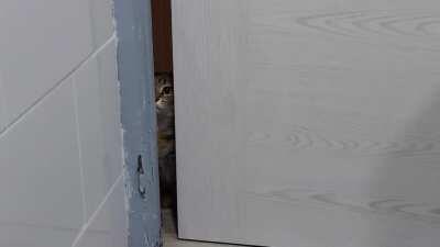 I can't even pee without my cat being a creepy stalker