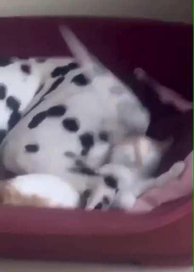 CAt MeRCilEsSlY BeATen bY dOG