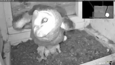 A Barn Owl defends her nest and chicks from an invading Rat Snake.