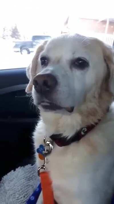 When you’re stoned on meds and forget you’re a dog