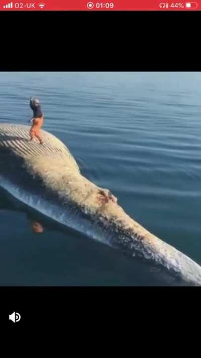 Dancing on a dead whale carcass