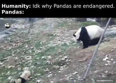 It’s a miracle they’ve lasted this long.