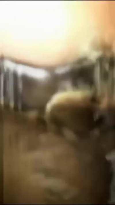 ilçin karagöz sert