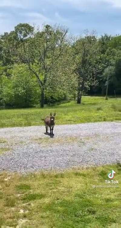 Jake the donkey says hello while going out for a walk