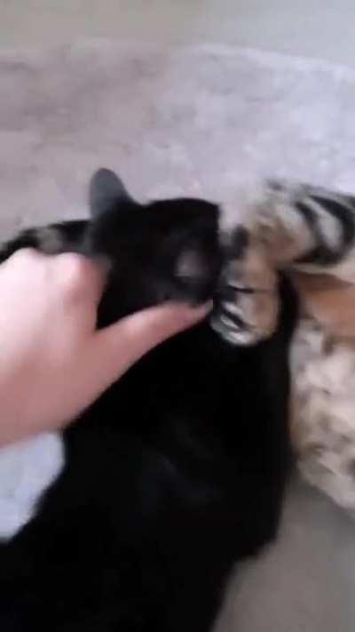 Pussy eating pussy