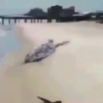 turtle more like turd