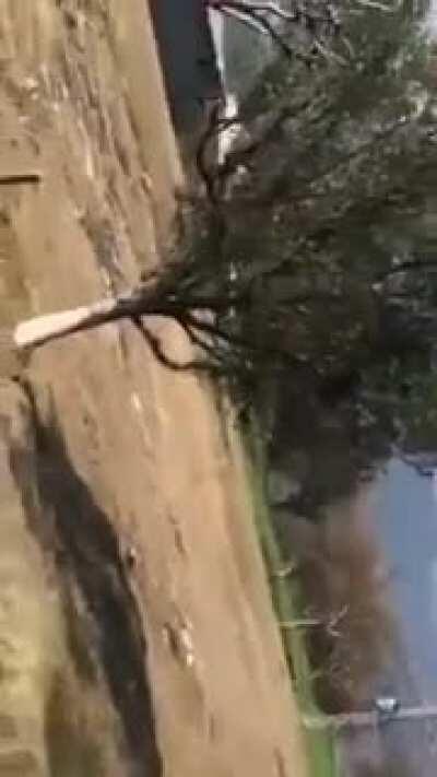 Local video from 27th February 2019. Youm e Tea.