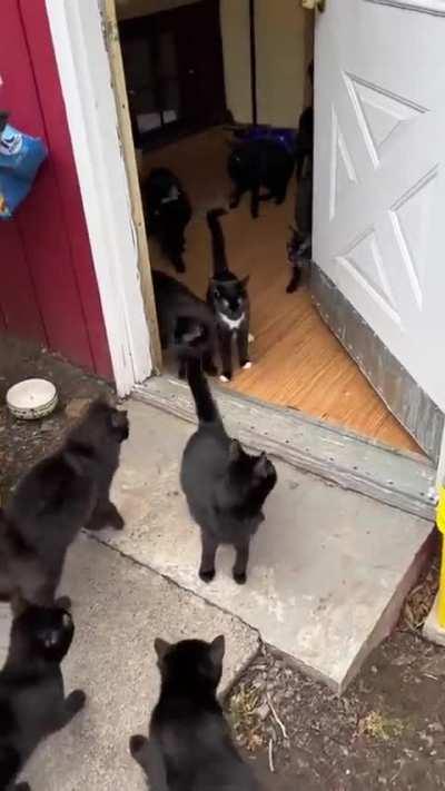 Black cat portal opened