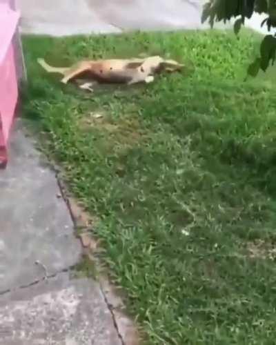 Attack of the face hug!