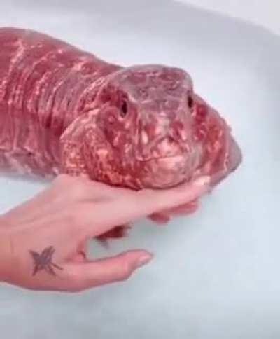 The red tegu is a lizard native to western Argentina, Bolivia & Paraguay