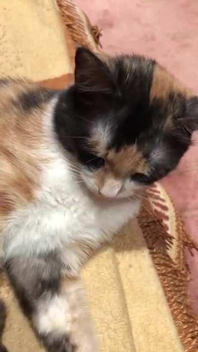 Tiny squeak before stretching