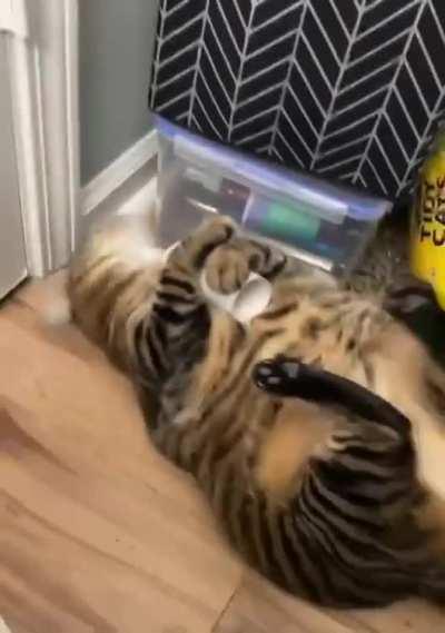 Let me guess, what inside his head atm ;)