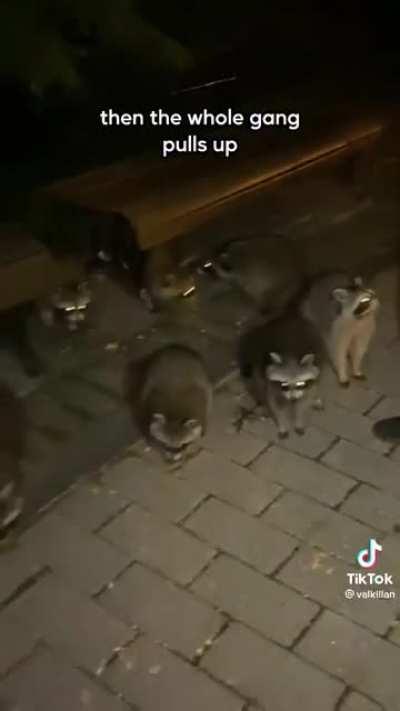 Trashpanda invasion
