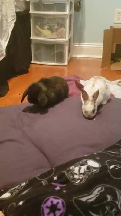 Meet Tucker and Padmé