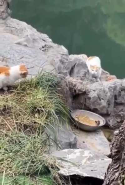 Two hunters secretly waited but then....