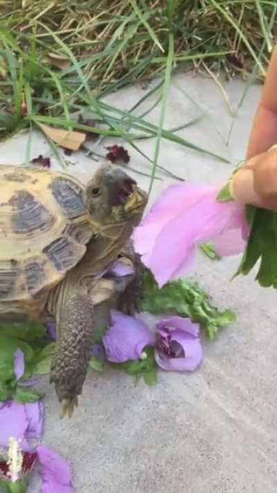 My Cocoa having a spring snack. Hibiscus 🌺 He is farsighted (from respiratory infection) so I have to put the flower right on his mouth of he’ll have a hard time or to not eat it at all.