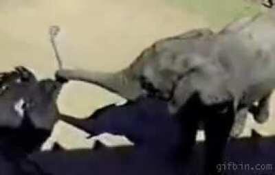 Do not...peck...the trunk...