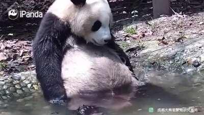 A panda a day keeps the sorrow away