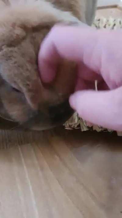 This is my grumble bun, he doesn't usually like me petting him so moments likes these are true treasures