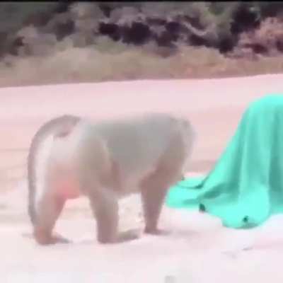 Isso que da ser curioso