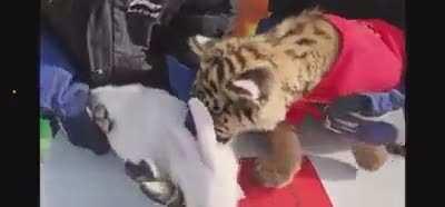 A zoo in China organizes a “handover ceremony” for going from year of the tiger to year of the rabbit ahead of the Chinese New Year.