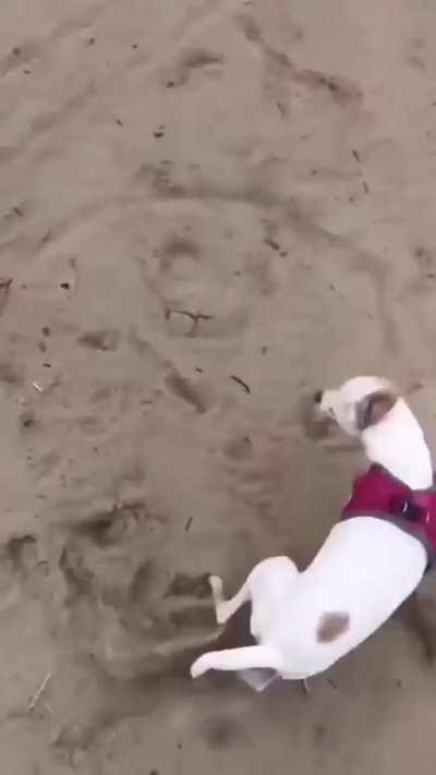 Dog goes Berserk After Going Off Leash