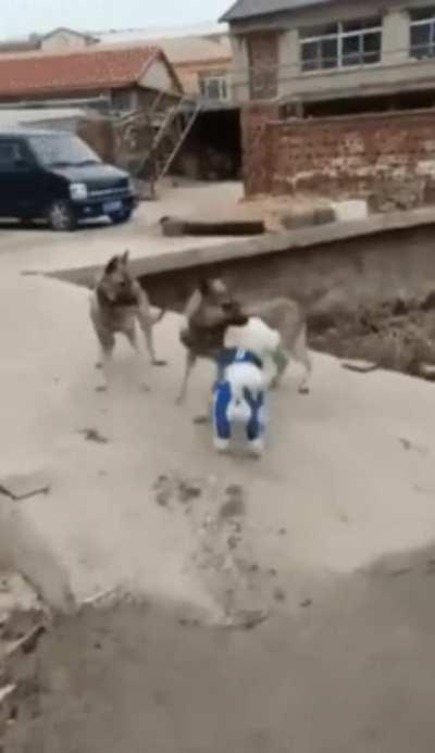 Poodle in smashing blue outfit confuses guard dogs