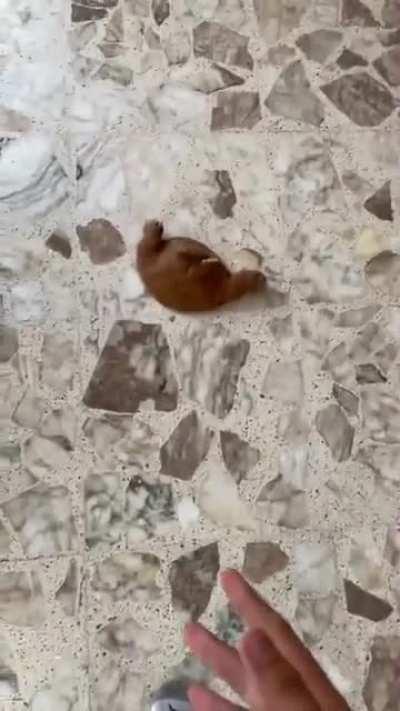 Don Chinjao after fighting Garp