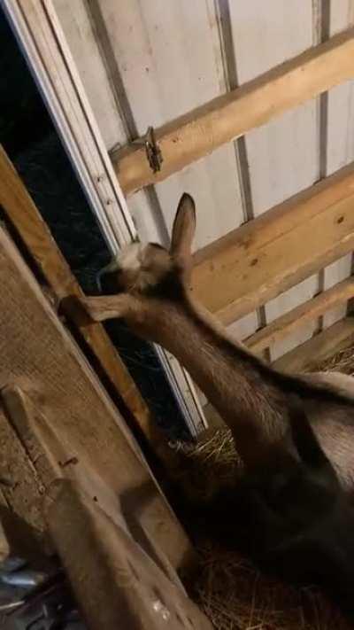 You gotta see it to believe it… What a smart girl!