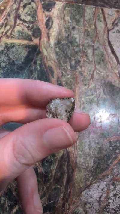 Found this cutie in my driveway. Any ideas?