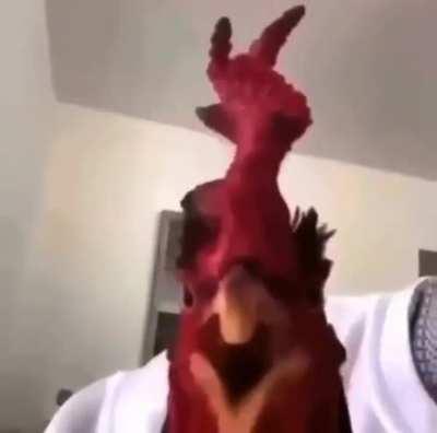 chicken