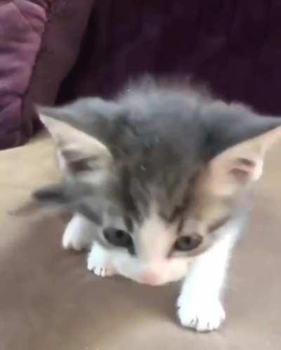 smol cat with smol meow